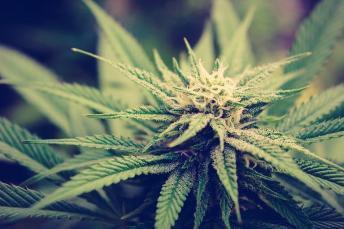 Best Marijuana Penny Stocks Right Now