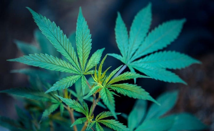 The Best Marijuana Etfs To Watch Out For In 21 Benzinga