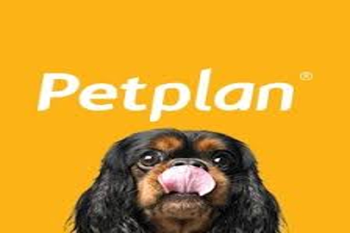 Fetch By The Dodo Pet Insurance Review Formerly Petplan Benzinga Fetch By The Dodo Pet Insurance Review Formerly Petplan Benzinga
