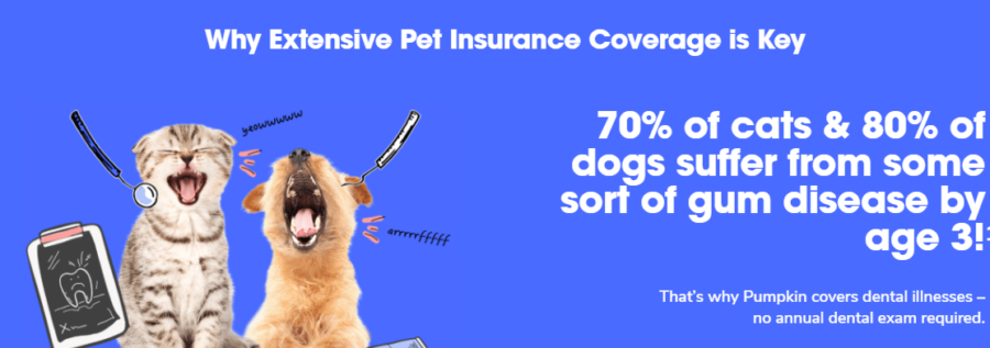 Pet Insurance in NYC & New York State