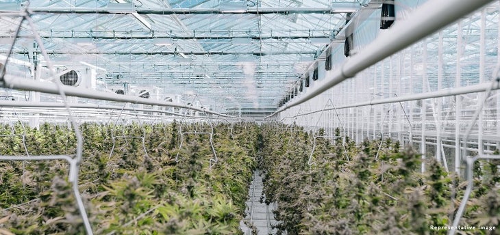 Rainbow Cannabis Fund II Rainbow Cannabis Fund II