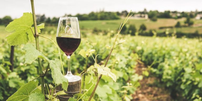 How to Invest in a Vineyard